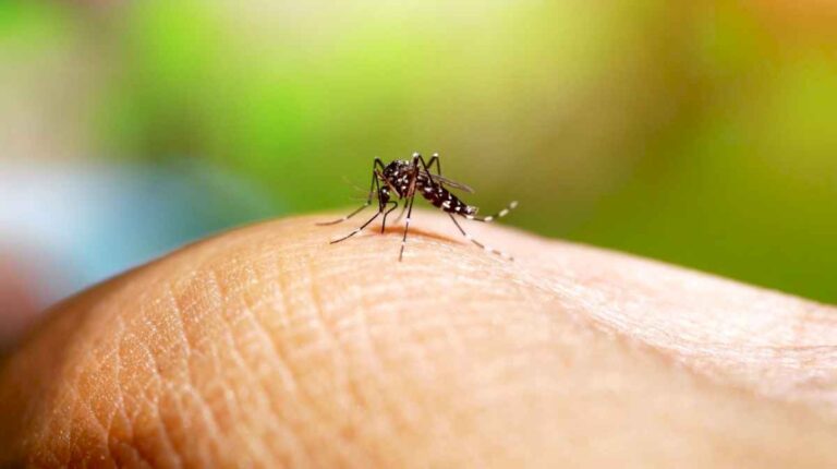 brote-de-dengue-en-el-amba:-advierten-que-los-mosquitos-que-contagian-el-virus-circularian-hasta-abril