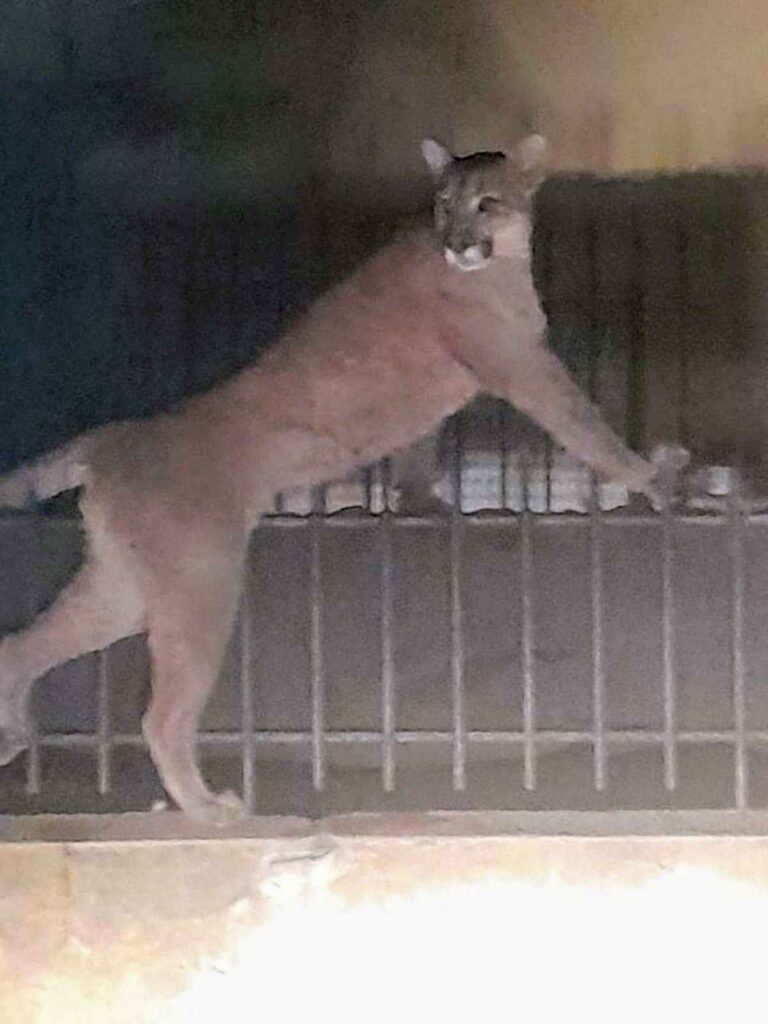 aparecio-un-puma-por-las-calles-de-necochea,-se-escondio-en-la-casa-de-una-vecina-y-causo-panico