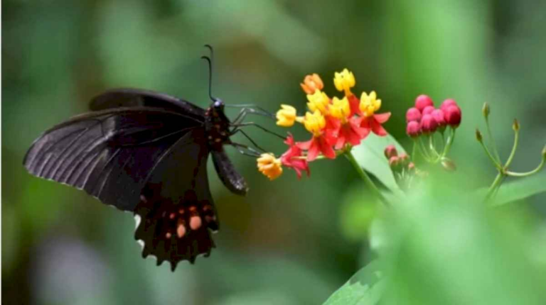 que-podria-significar-que-aparezca-una-mariposa-en-tu-casa?