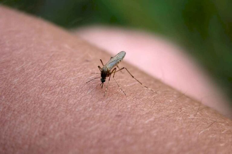 como-podes-ahuyentar-facilmente-los-mosquitos-de-tu-casa-con-un-tip-muy-sencillo-y-barato