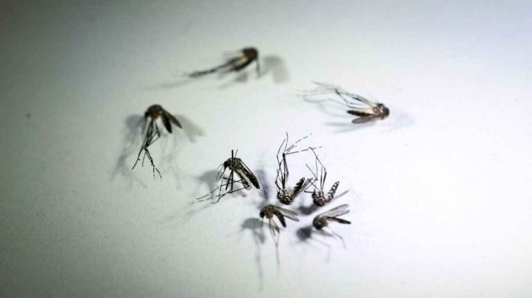 record-de-contagios-por-dengue:-se-sumaron-52.466-casos-y-32-muertes-en-una-semana