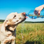 272917-que-hacer-para-cuidar-a-tu-mascota-durante-una-ola-de-calor