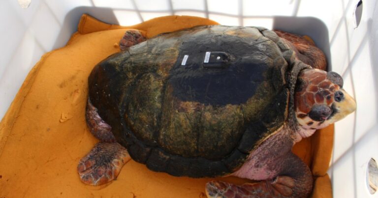 Después de 40 años en cautiverio, liberaron al tortugo Jorge en el mar