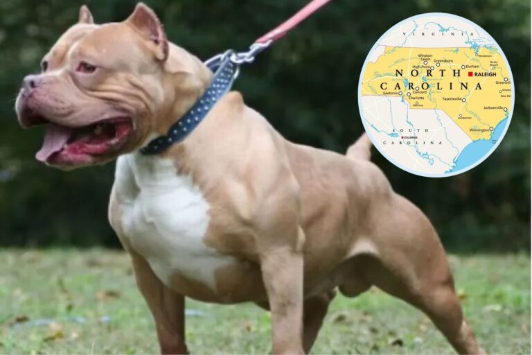 Peligroso: la raza de perro que está prohibida en estos lugares de Carolina del Norte
