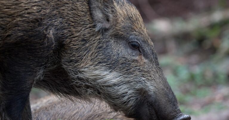 Invasión de jabalíes: colocarán trampas cerca de un reconocido hotel de Bariloche