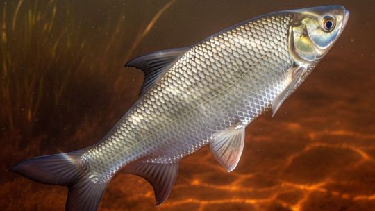 Pescadores e investigadores buscan hacer foco en el cuidado del sábalo