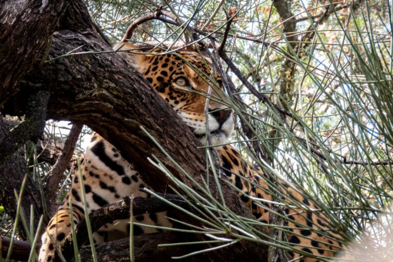 Condenaron a prisión a cuatro cazadores por matar a un yaguareté en Formosa
