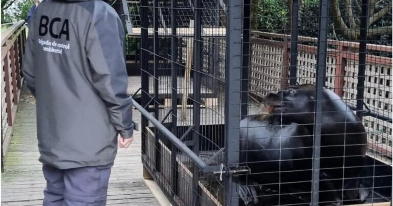 Polémica en Mar del Plata por presunto abandono de animales en el ex Aquarium: tras una inspección, trasladaron a cinco lobos marinos