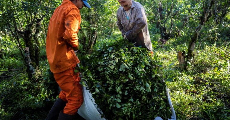 Las exportaciones de yerba mate vuelan: en julio se registró una marca inédita en el sector