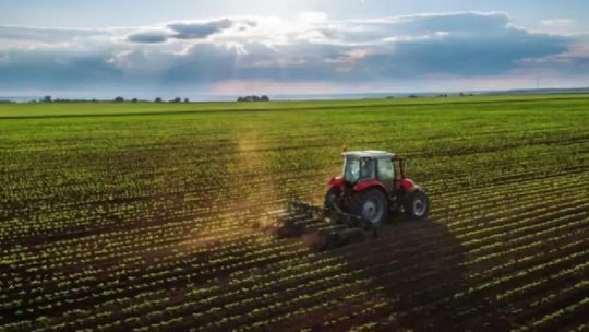 Campo de cultivo de soja o maíz en Argentina durante el verano