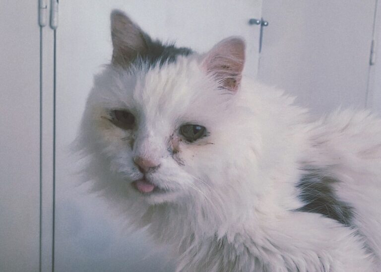 Gato blanco de ojos grandes acurrucado sobre una manta