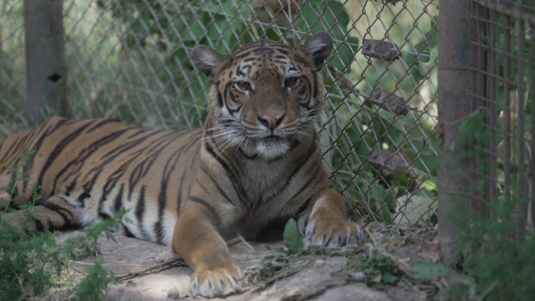 Tigresa Flora en el santuario Felida Big Cat Sanctuary, Países Bajos.
