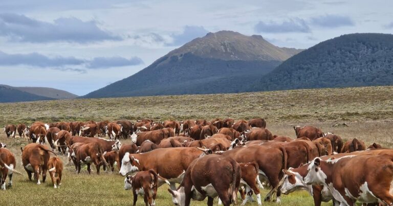 Vista panorámica de la estancia Río Apen en Tierra del Fuego, con ganado bovino en pastizales y bosques de ñires de fondo.