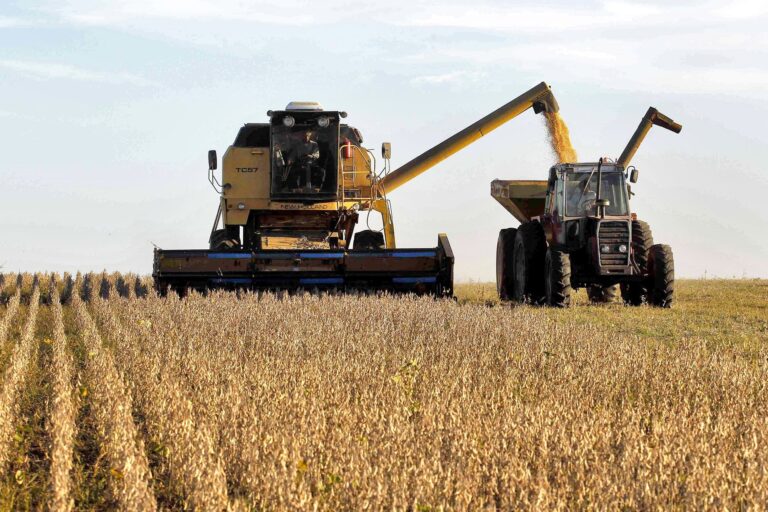 Campo de maíz listo para cosechar en Argentina