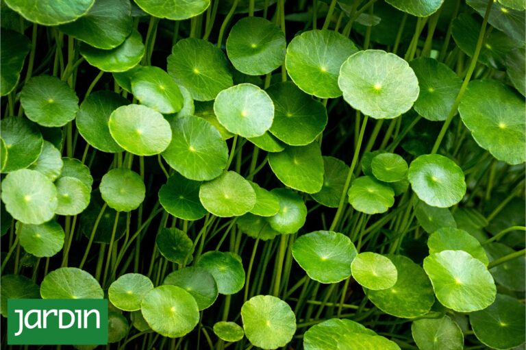 Hojas de redondita de agua creciendo en una zanja urbana