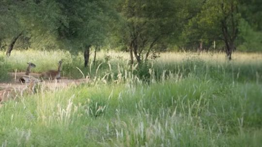 Guanacos siendo liberados en el monte de la región de El Impenetrable, provincia del Chaco, Argentina.