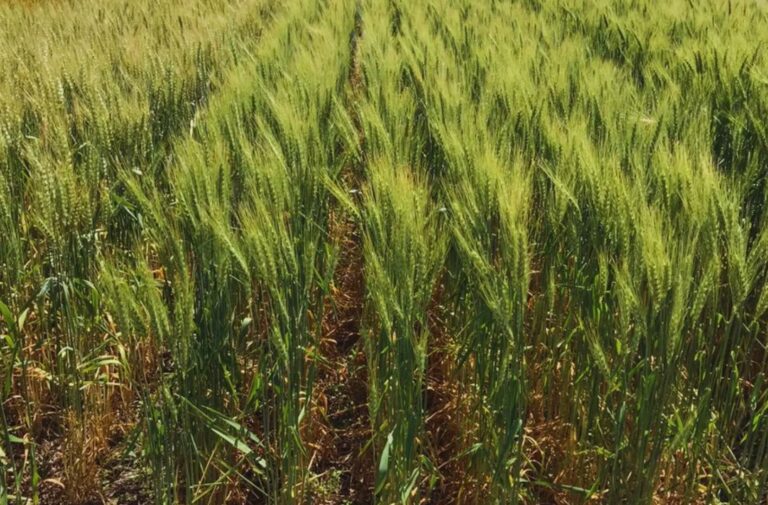 Campo agrícola con un tractor en el horizonte al atardecer, representando la planificación de la campaña.