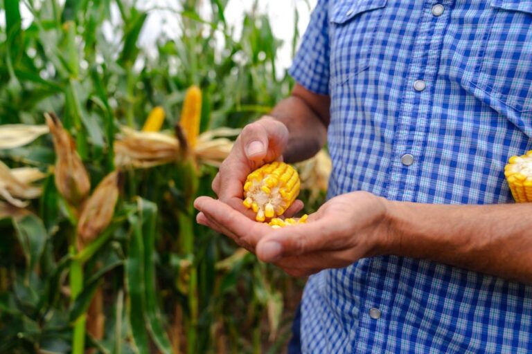 Logotipo de Semillas Illinois y mazorcas de maíz en un campo argentino.