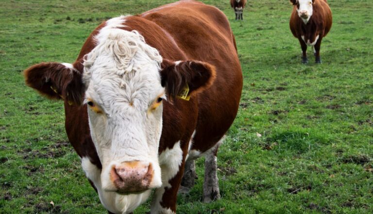 Ganado en un campo anegado por las inundaciones, con un productor observando la situación.