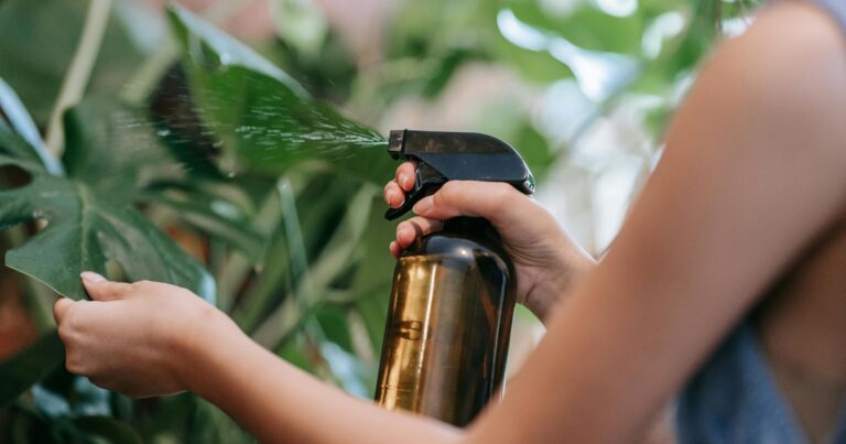 Persona aplicando una mezcla casera con un rociador sobre las hojas de una planta de interior.
