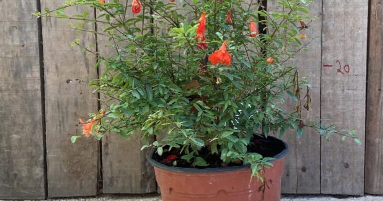 Granado con frutos y flores rojas en un patio urbano