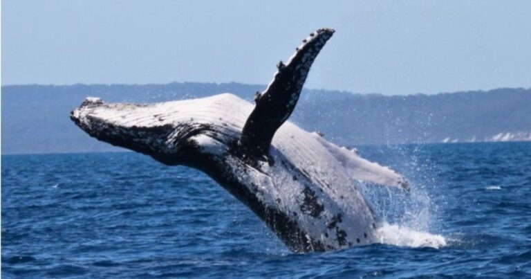 Ballena jorobada saltando en el océano
