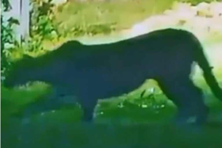 Puma merodeando en zona residencial de Escobar captado por cámara de seguridad