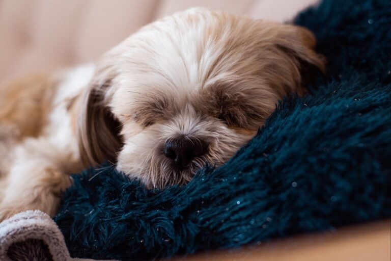 Perro durmiendo en una cama con mantas dentro de una casa
