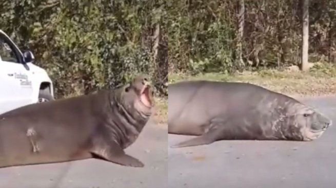 Elefante marino sobre el asfalto en Ensenada durante operativo de asistencia