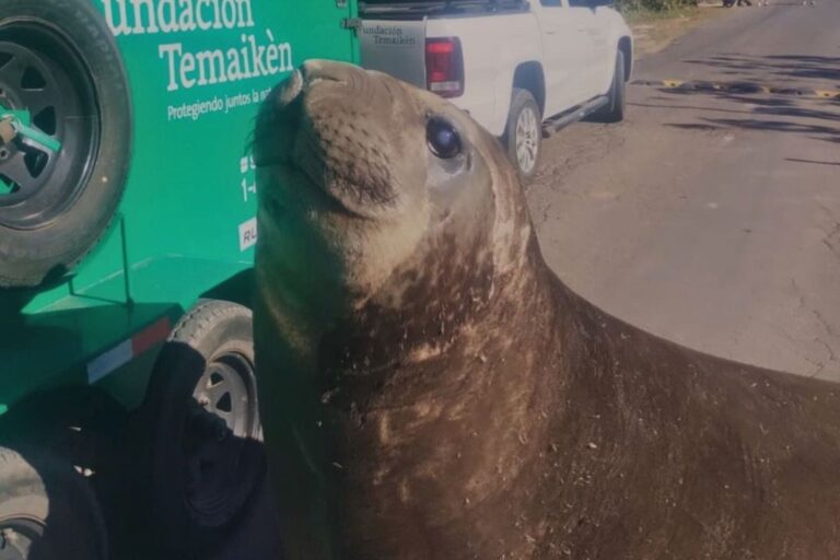 Elefante marino en la playa tras ser liberado en el mar