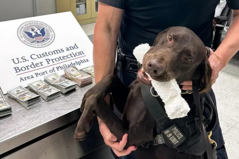 Perro labrador retriever de la CBP detectando billetes en el Aeropuerto de Filadelfia