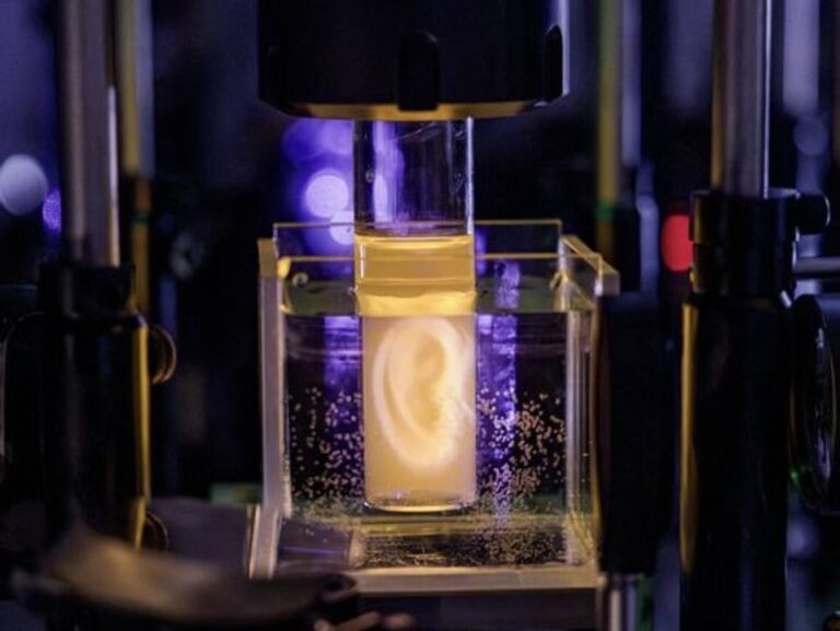 Representación de una oreja humana impresa en 3D con células vivas en laboratorio
