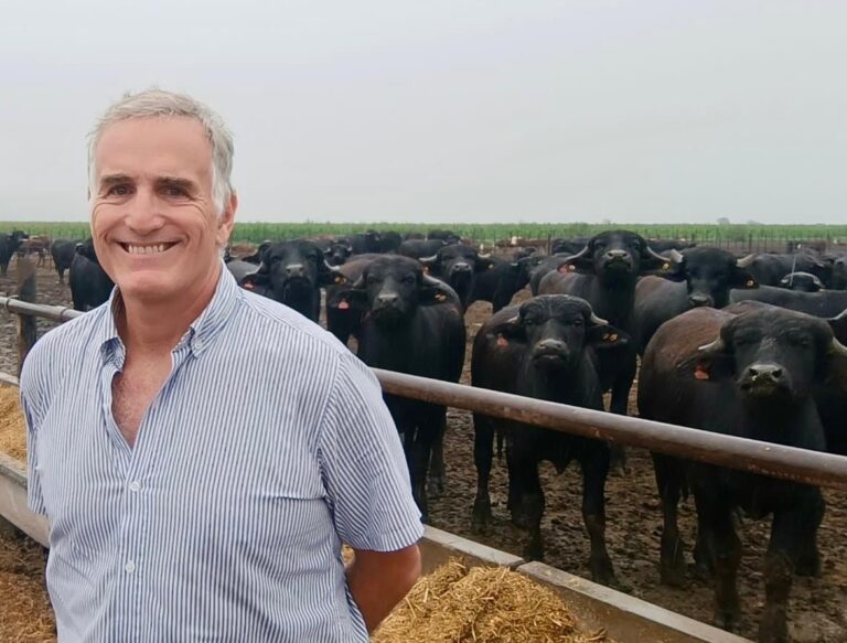 Feedlot en Sacanta, Córdoba, con animales en engorde