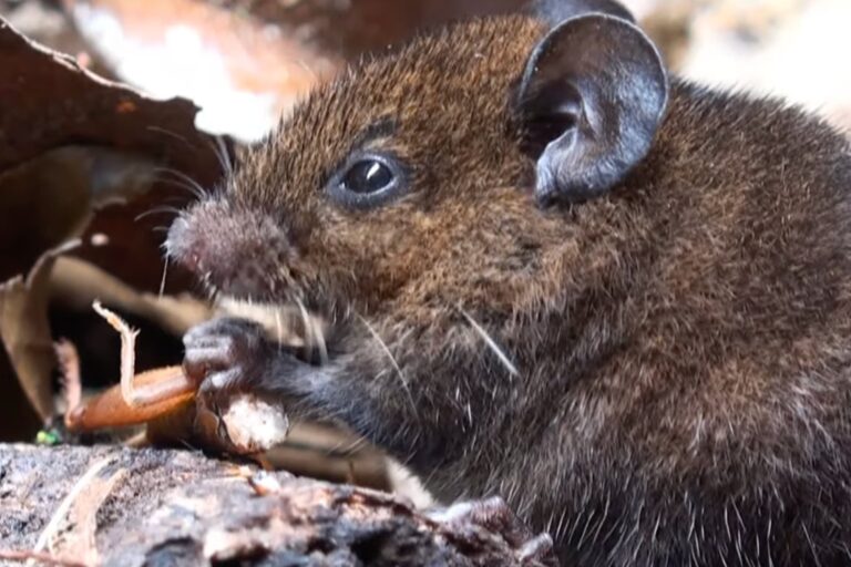 Ratón cantor de Alston en su hábitat natural emitiendo vocalizaciones