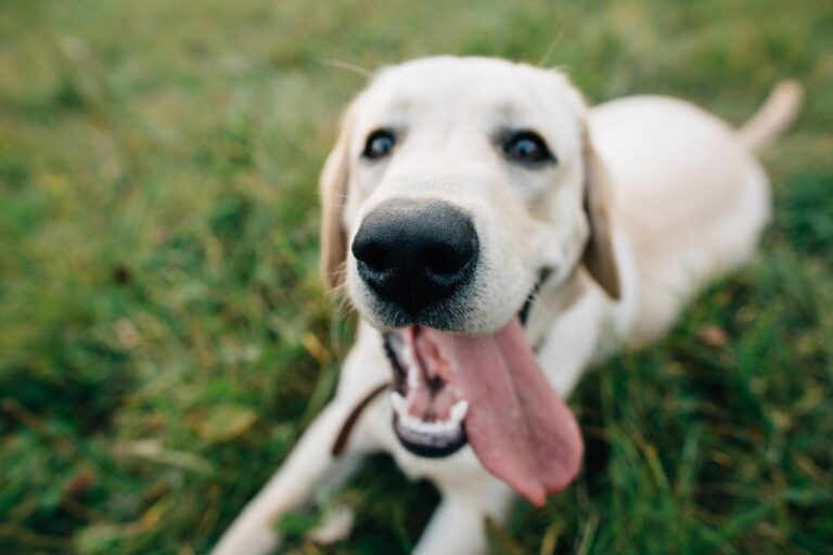 Perro con la boca abierta y labios retraídos en una expresión similar a una sonrisa