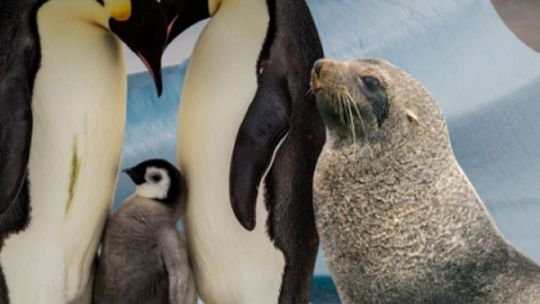 Pingüino emperador y lobo marino antártico en la Antártida