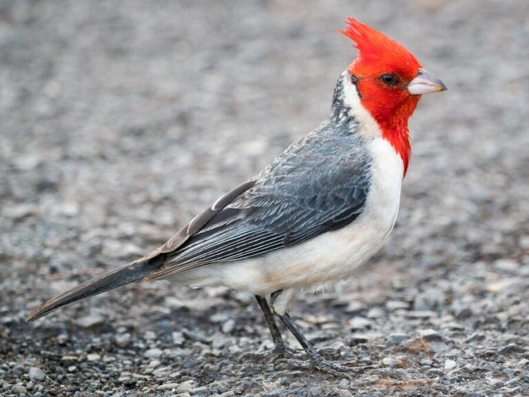 Cardenal rojo posado en una rama con plumaje intenso