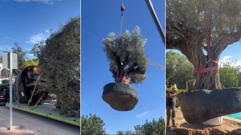 Olivo de 500 años siendo trasplantado con grúa en Valencia