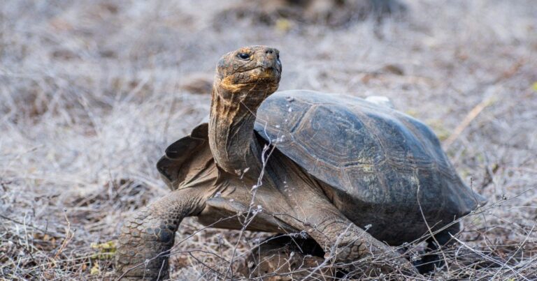 Tortugas gigantes en una isla durante proyecto de restauración ecológica