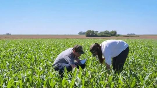 Campo agrícola con cultivos