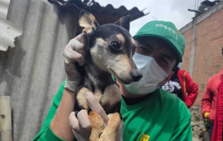 Rescate de animales por parte de la Alcaldía de Bogotá y la Policía Ambiental