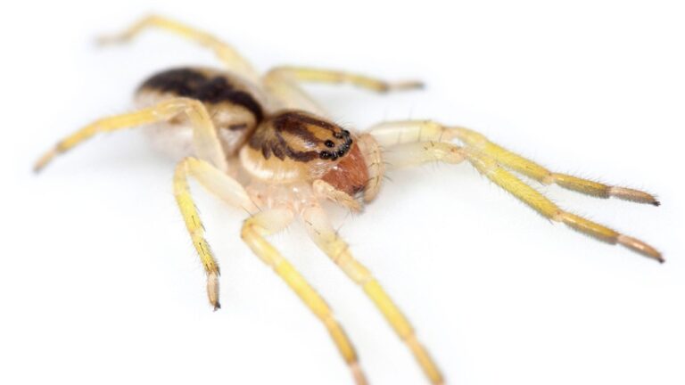 Araña fantasma Yagania chuanisin sobre una hoja en la Isla de los Estados