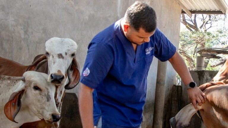 Ganado vacuno en un corral siendo inspeccionado por un productor