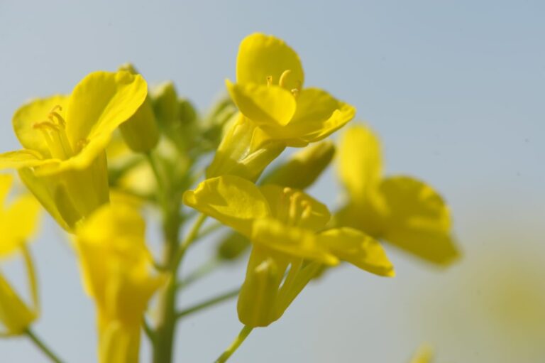 Campo de colza en flor en Argentina