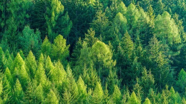 Bosque nativo en la provincia de Buenos Aires