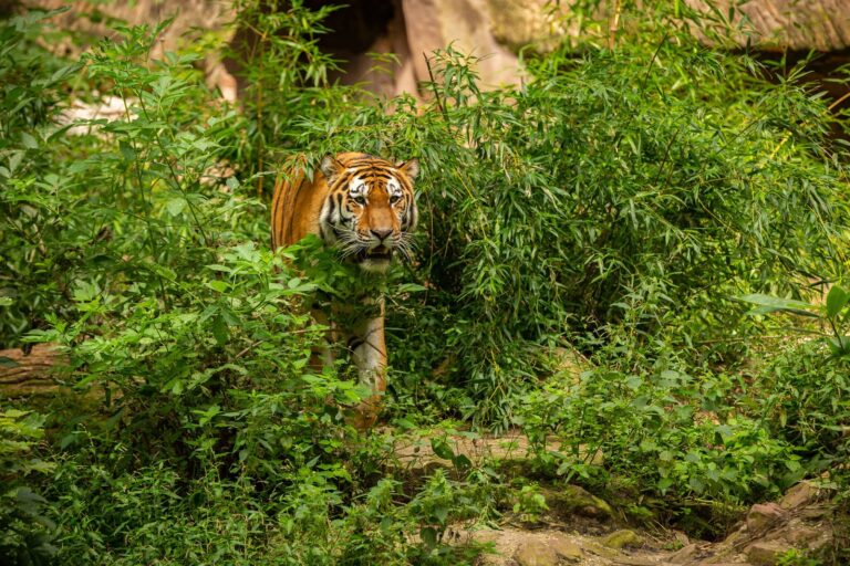 Tigre adulto en centro de resguardo de Semarnat en Tepetlaoxtoc