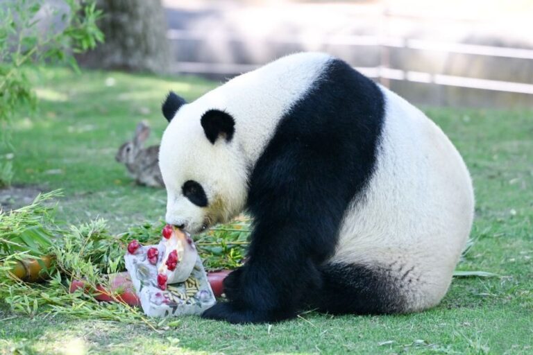 Osos pandas del Zoo de Madrid comiendo helados de frutas y bambú