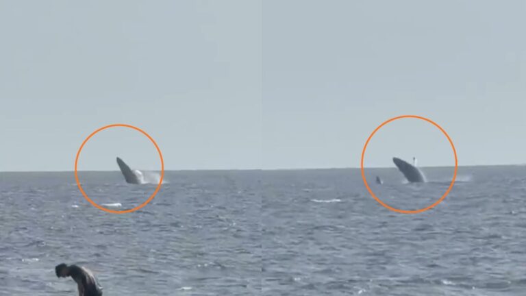 Ballena jorobada asomándose en el mar frente a la costa de Lima