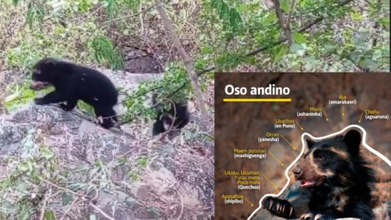 Crías de oso andino en la Reserva Ecológica Chaparrí