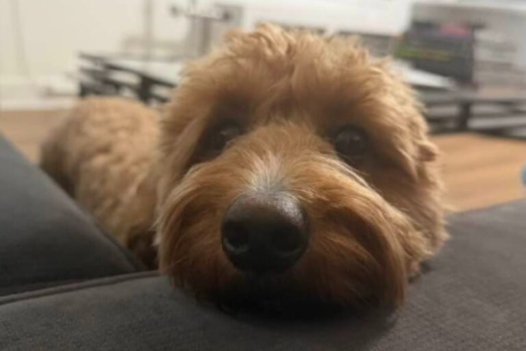 Perra goldendoodle Paisley en la oficina del presidente de la Asamblea de Nueva York